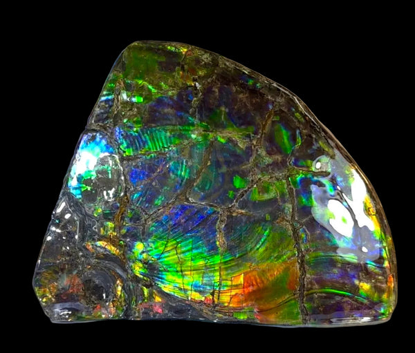 Make an offer! Ammolite ,Placenticeras costatum Section Piece,Double-Sided Rainbow, Specimen, Fossil,Ammonite, Collector Stone,Home decor,**FREE SHIPPING***　AF-132