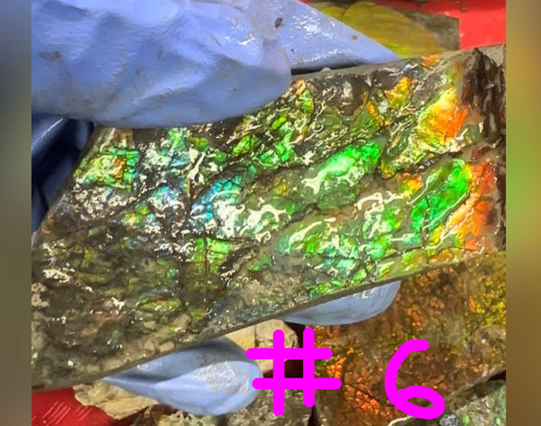 Make an offer! Rough Ammolite Materials – Collector’s Lot with Bonus Pieces,Free shipping!