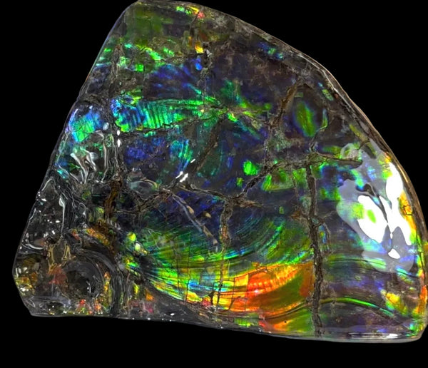 Make an offer! Ammolite ,Placenticeras costatum Section Piece,Double-Sided Rainbow, Specimen, Fossil,Ammonite, Collector Stone,Home decor,**FREE SHIPPING***　AF-132