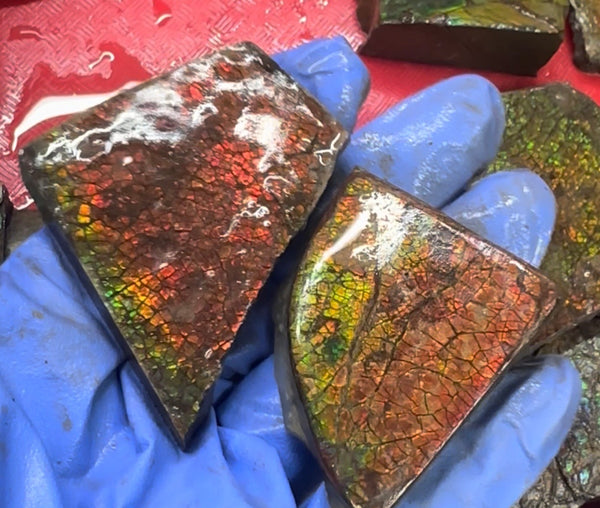 Make an offer! Rough Ammolite Materials – Collector’s Lot with Bonus Pieces,Free shipping!