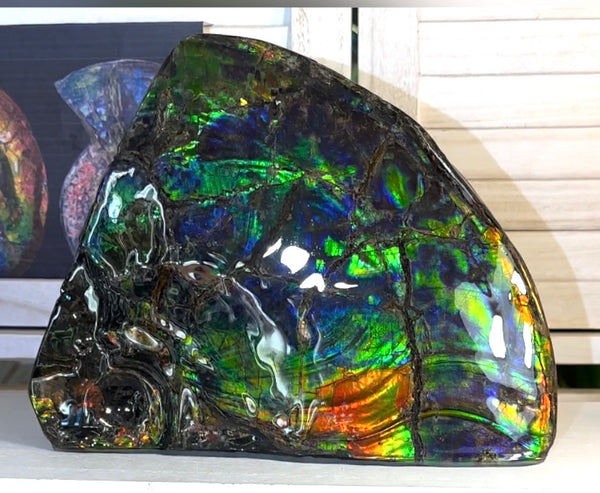 Make an offer! Ammolite ,Placenticeras costatum Section Piece,Double-Sided Rainbow, Specimen, Fossil,Ammonite, Collector Stone,Home decor,**FREE SHIPPING***　AF-132