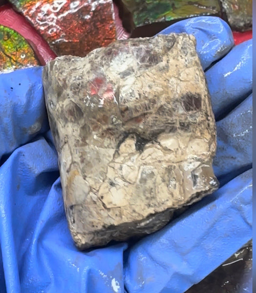 Make an offer! Rough Ammolite Materials – Collector’s Lot with Bonus Pieces,Free shipping!