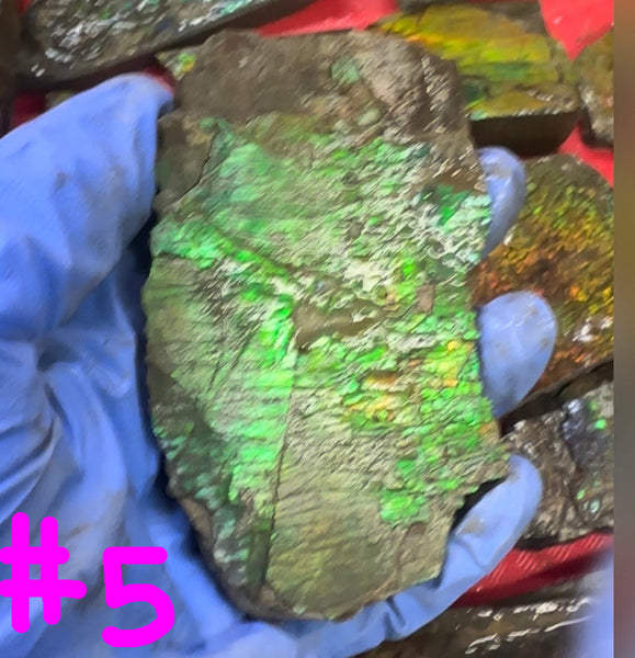 Make an offer! Rough Ammolite Materials – Collector’s Lot with Bonus Pieces,Free shipping!