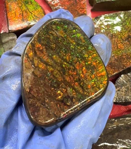 Make an offer! Rough Ammolite Materials – Collector’s Lot with Bonus Pieces,Free shipping!