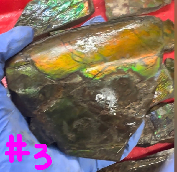 Make an offer! Rough Ammolite Materials – Collector’s Lot with Bonus Pieces,Free shipping!