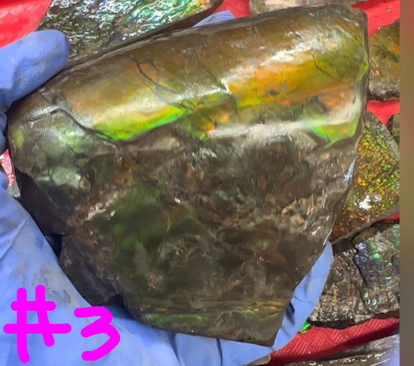 Make an offer! Rough Ammolite Materials – Collector’s Lot with Bonus Pieces,Free shipping!