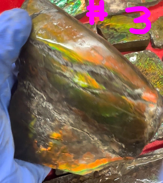 Make an offer! Rough Ammolite Materials – Collector’s Lot with Bonus Pieces,Free shipping!