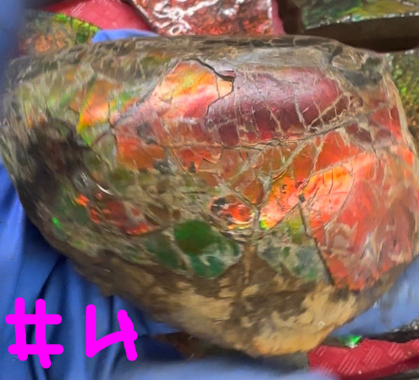 Make an offer! Rough Ammolite Materials – Collector’s Lot with Bonus Pieces,Free shipping!