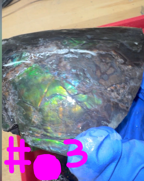 Make an offer! Rough Ammolite Materials – Collector’s Lot with Bonus Pieces,Free shipping!