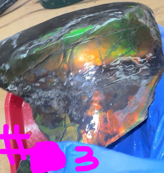 Make an offer! Rough Ammolite Materials – Collector’s Lot with Bonus Pieces,Free shipping!