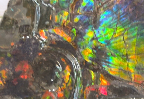 Make an offer! Ammolite ,Placenticeras costatum Section Piece,Double-Sided Rainbow, Specimen, Fossil,Ammonite, Collector Stone,Home decor,**FREE SHIPPING***　AF-132