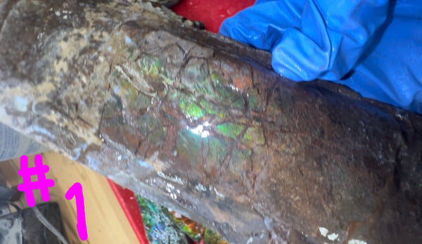 Make an offer! Rough Ammolite Materials – Collector’s Lot with Bonus Pieces,Free shipping!