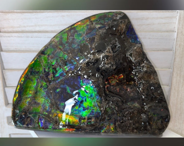 Make an offer! Ammolite ,Placenticeras costatum Section Piece,Double-Sided Rainbow, Specimen, Fossil,Ammonite, Collector Stone,Home decor,**FREE SHIPPING***　AF-132