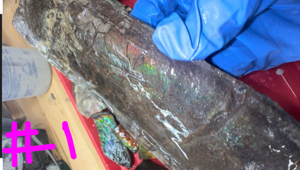 Make an offer! Rough Ammolite Materials – Collector’s Lot with Bonus Pieces,Free shipping!