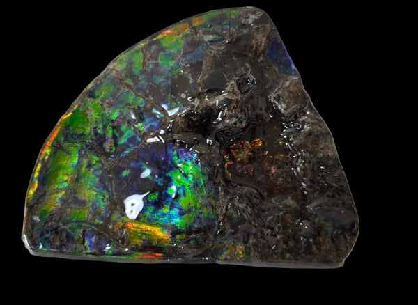 Make an offer! Ammolite ,Placenticeras costatum Section Piece,Double-Sided Rainbow, Specimen, Fossil,Ammonite, Collector Stone,Home decor,**FREE SHIPPING***　AF-132