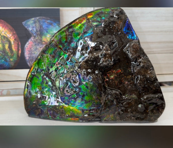 Make an offer! Ammolite ,Placenticeras costatum Section Piece,Double-Sided Rainbow, Specimen, Fossil,Ammonite, Collector Stone,Home decor,**FREE SHIPPING***　AF-132
