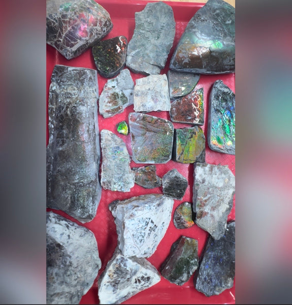 Make an offer! Rough Ammolite Materials – Collector’s Lot with Bonus Pieces,Free shipping!
