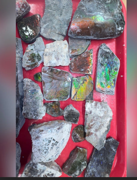 Make an offer! Rough Ammolite Materials – Collector’s Lot with Bonus Pieces,Free shipping!