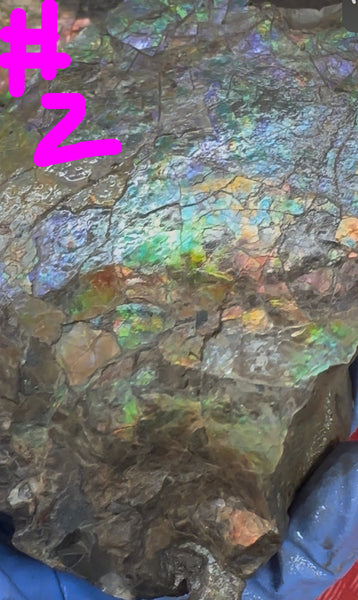 Make an offer! Rough Ammolite Materials – Collector’s Lot with Bonus Pieces,Free shipping!