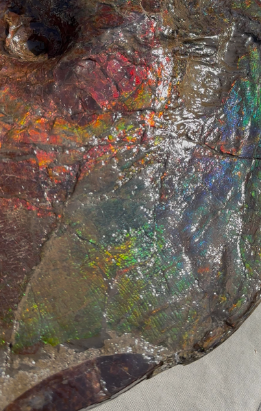 AF-124  17.7" Ammonite Fossil - Placenticeras costatum　Ammolite **FREE SHIPPING***　アンモライト カナダ化石 斑彩石