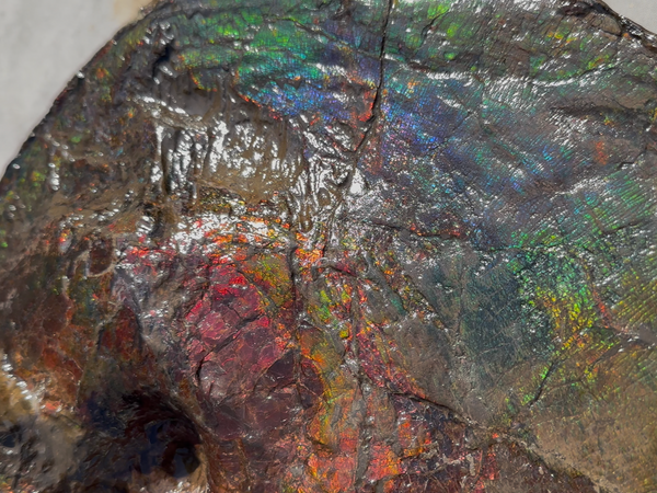 AF-124  17.7" Ammonite Fossil - Placenticeras costatum　Ammolite **FREE SHIPPING***　アンモライト カナダ化石 斑彩石