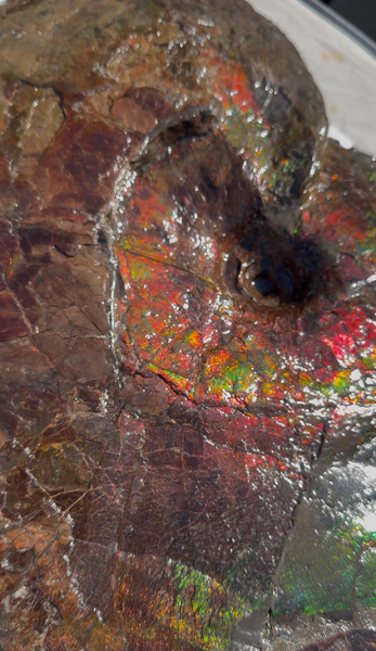 AF-124  17.7" Ammonite Fossil - Placenticeras costatum　Ammolite **FREE SHIPPING***　アンモライト カナダ化石 斑彩石