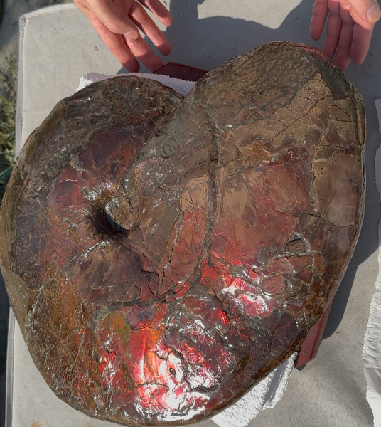 AF-124  17.7" Ammonite Fossil - Placenticeras costatum　Ammolite **FREE SHIPPING***　アンモライト カナダ化石 斑彩石