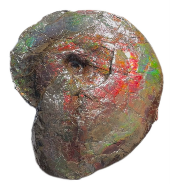 AF-124  17.7" Ammonite Fossil - Placenticeras costatum　Ammolite **FREE SHIPPING***　アンモライト カナダ化石 斑彩石