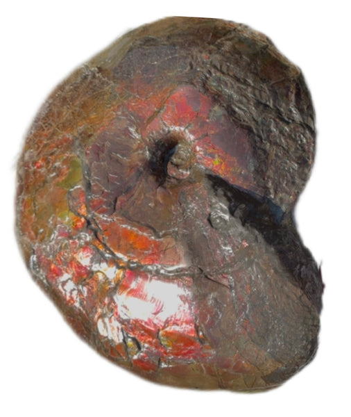 AF-124  17.7" Ammonite Fossil - Placenticeras costatum　Ammolite **FREE SHIPPING***　アンモライト カナダ化石 斑彩石