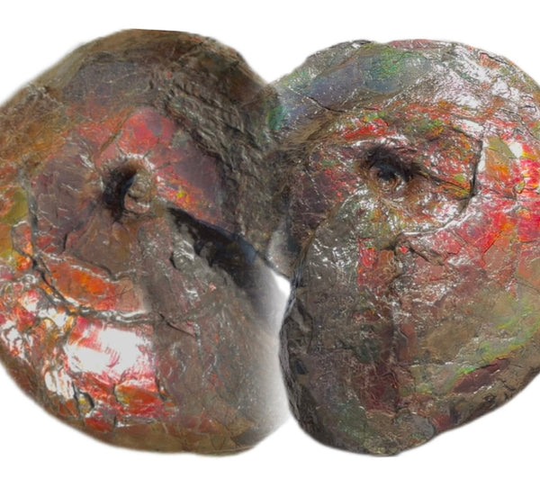 AF-124  17.7" Ammonite Fossil - Placenticeras costatum　Ammolite **FREE SHIPPING***　アンモライト カナダ化石 斑彩石