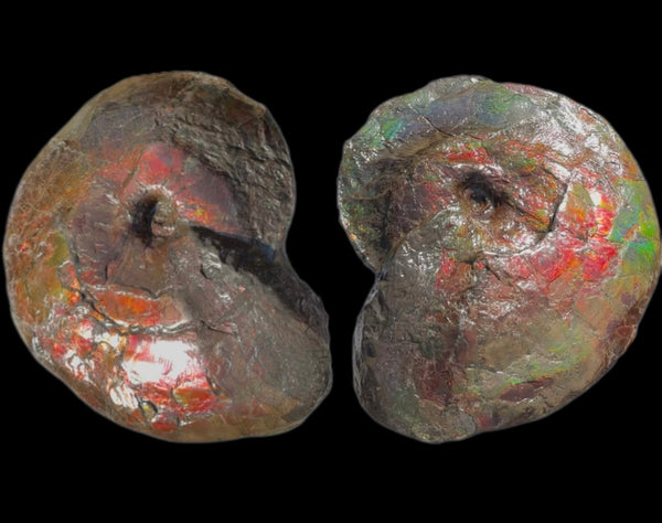 AF-124  17.7" Ammonite Fossil - Placenticeras costatum　Ammolite **FREE SHIPPING***　アンモライト カナダ化石 斑彩石