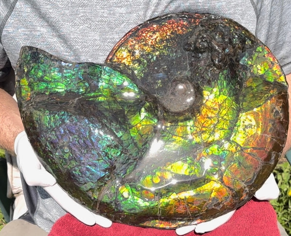 Ammolite ,Placenticeras costatum,Double-Sided Rainbow, Specimen, Fossil,Ammonite, Collector Stone,Home decor,**FREE SHIPPING***　AF-123