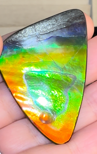 Imperial Rainbow! ,Ammolite, NATURAL Hand POLISHED Loose stone 47x32mmm Loose Gemstones,gemstone High Grade IMP103