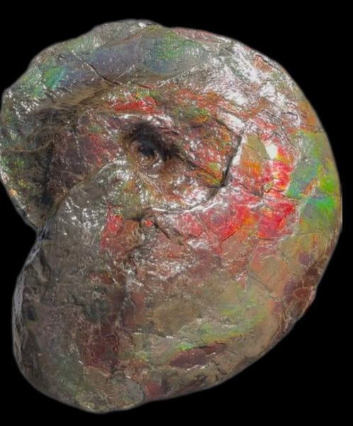 AF-124  17.7" Ammonite Fossil - Placenticeras costatum　Ammolite **FREE SHIPPING***　アンモライト カナダ化石 斑彩石