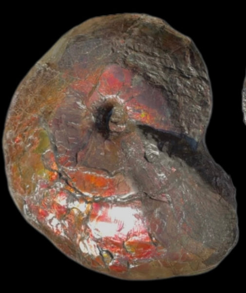 AF-124  17.7" Ammonite Fossil - Placenticeras costatum　Ammolite **FREE SHIPPING***　アンモライト カナダ化石 斑彩石