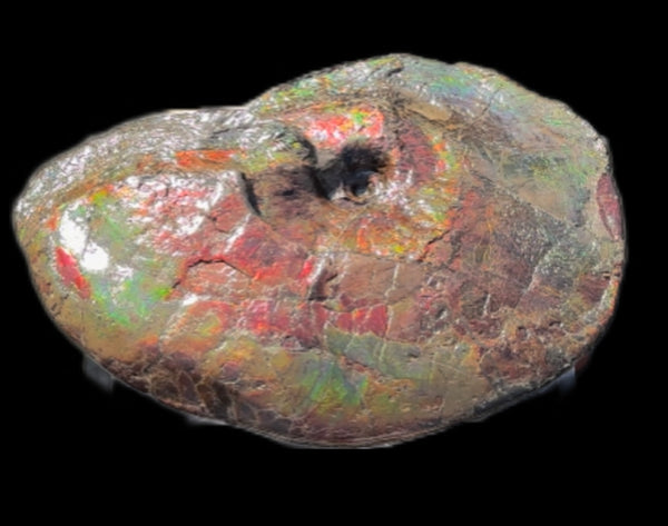 AF-124  17.7" Ammonite Fossil - Placenticeras costatum　Ammolite **FREE SHIPPING***　アンモライト カナダ化石 斑彩石