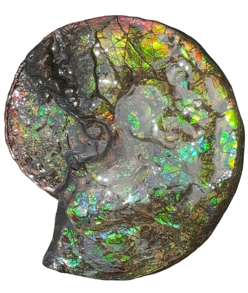 HUGE! 22.5" (57cm) Ammolite ,Placenticeras ,Double-Sided Rainbow, Specimen, Fossil,Ammonite, Collector Stone,Home decor,**FREE SHIPPING***　AF-120