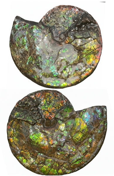 HUGE! 22.5" (57cm) Ammolite ,Placenticeras ,Double-Sided Rainbow, Specimen, Fossil,Ammonite, Collector Stone,Home decor,**FREE SHIPPING***　AF-120