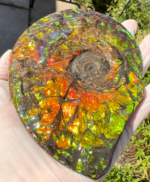 5.55" Ammolite Placenticeras Intercalare ***Free Shipping***  AF-114 Ammolite  Ammonite Fossil