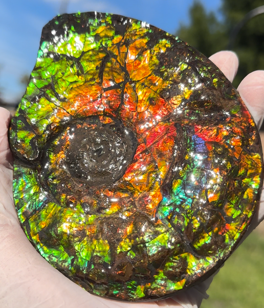 5.55" Ammolite Placenticeras Intercalare ***Free Shipping***  AF-114 Ammolite  Ammonite Fossil