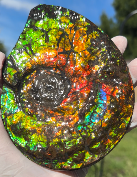 5.55" Ammolite Placenticeras Intercalare ***Free Shipping***  AF-114 Ammolite  Ammonite Fossil