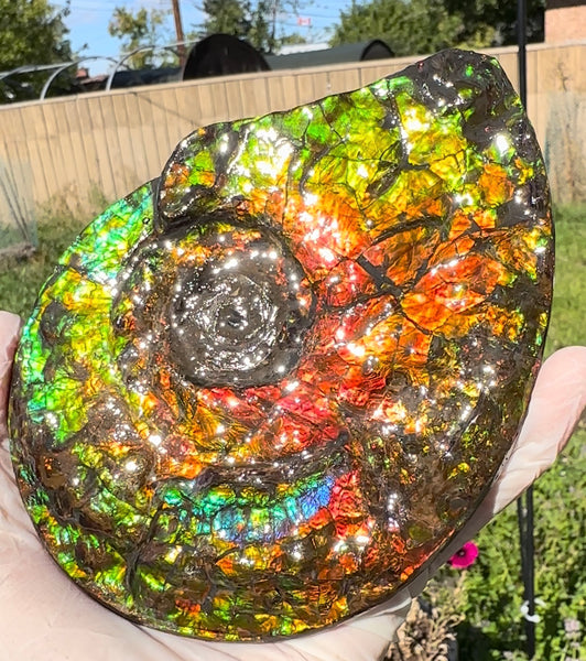 5.55" Ammolite Placenticeras Intercalare ***Free Shipping***  AF-114 Ammolite  Ammonite Fossil