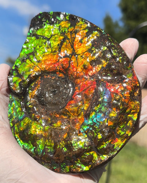 5.55" Ammolite Placenticeras Intercalare ***Free Shipping***  AF-114 Ammolite  Ammonite Fossil