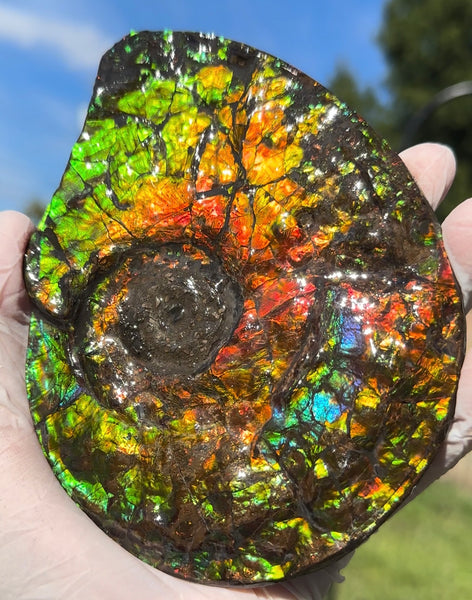 5.55" Ammolite Placenticeras Intercalare ***Free Shipping***  AF-114 Ammolite  Ammonite Fossil