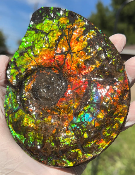 5.55" Ammolite Placenticeras Intercalare ***Free Shipping***  AF-114 Ammolite  Ammonite Fossil