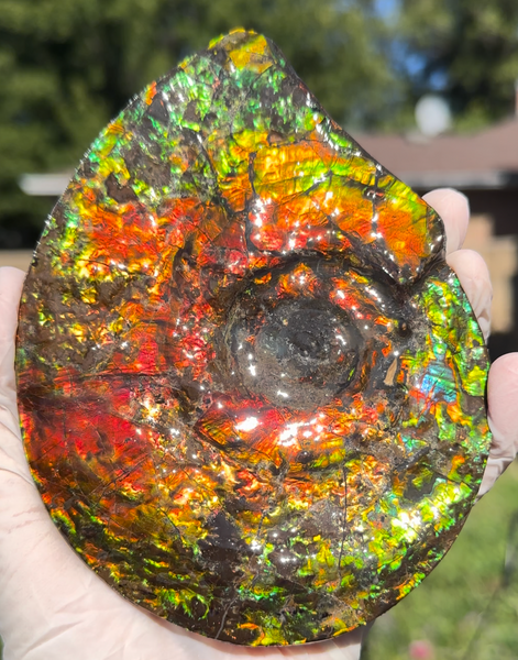 5.55" Ammolite Placenticeras Intercalare ***Free Shipping***  AF-114 Ammolite  Ammonite Fossil