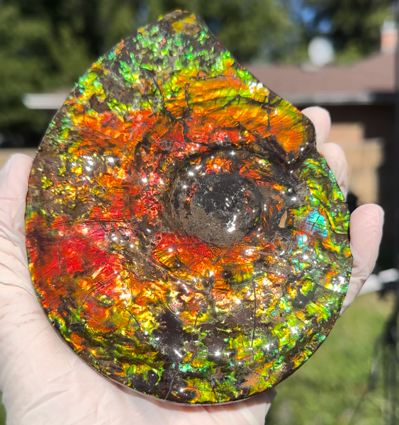 5.55" Ammolite Placenticeras Intercalare ***Free Shipping***  AF-114 Ammolite  Ammonite Fossil