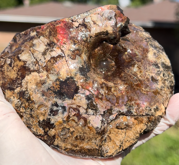 5.31" Ammolite Placenticeras Intercalare ***Free Shipping***  AF-113 Ammolite  Ammonite Fossil