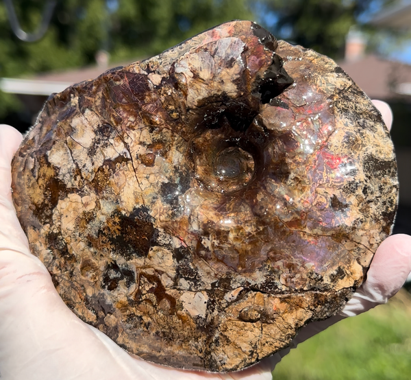 5.31" Ammolite Placenticeras Intercalare ***Free Shipping***  AF-113 Ammolite  Ammonite Fossil