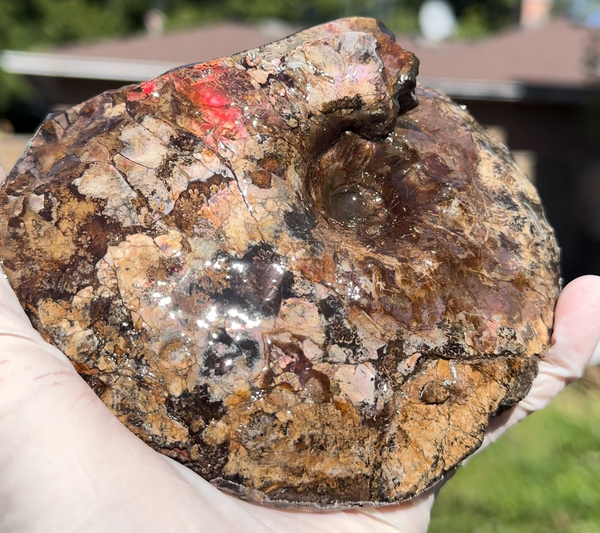 5.31" Ammolite Placenticeras Intercalare ***Free Shipping***  AF-113 Ammolite  Ammonite Fossil